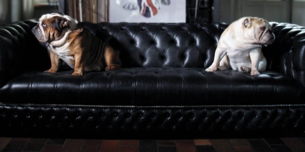 HOW TO CHOOSE AND PROTECT YOUR COUCH